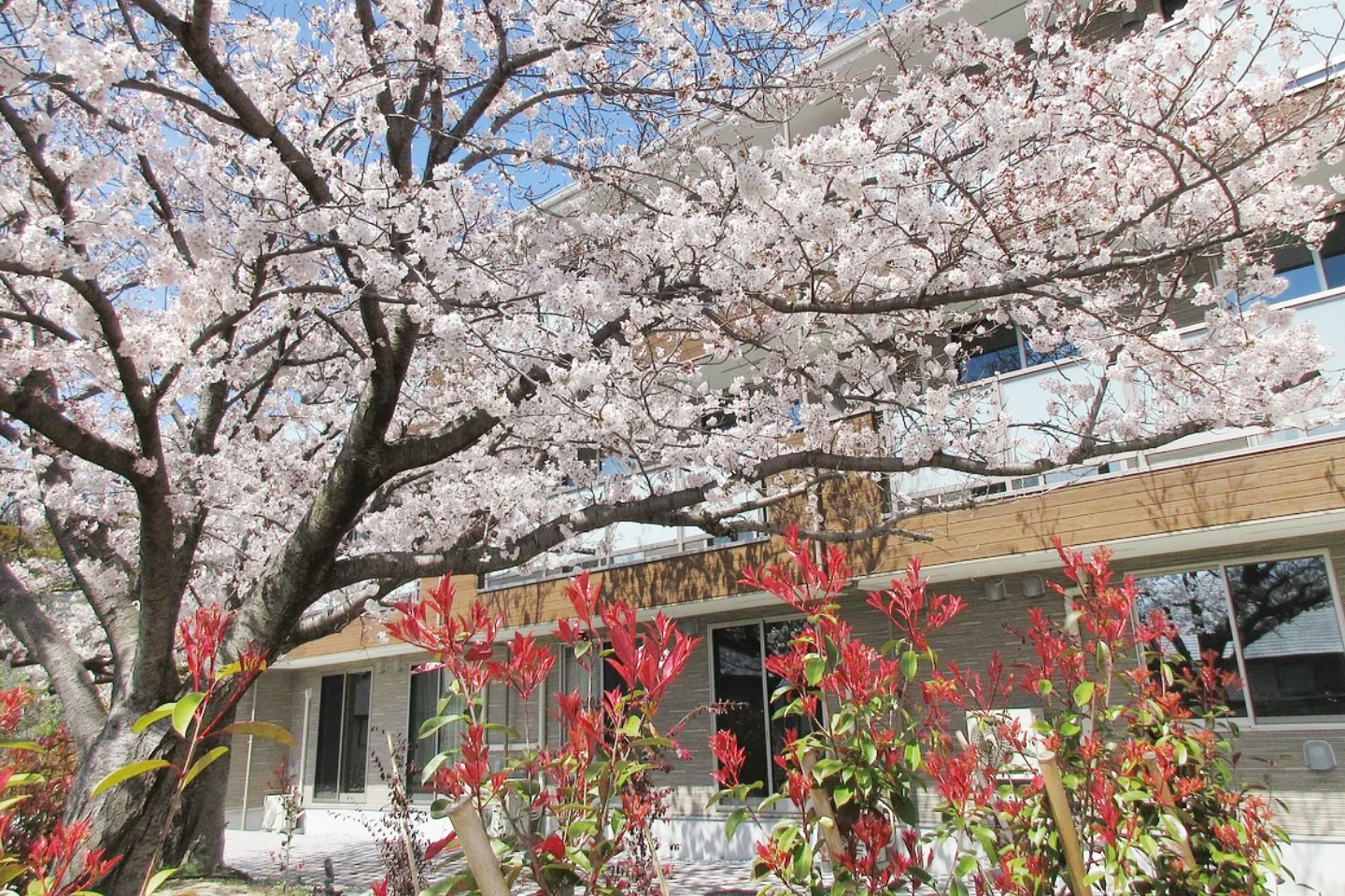 施設内にある大きな桜。春にはお花見を楽しめます。